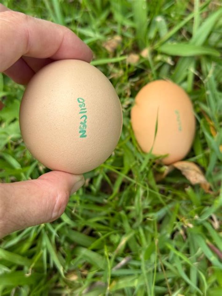 Are eggs oval shaped?