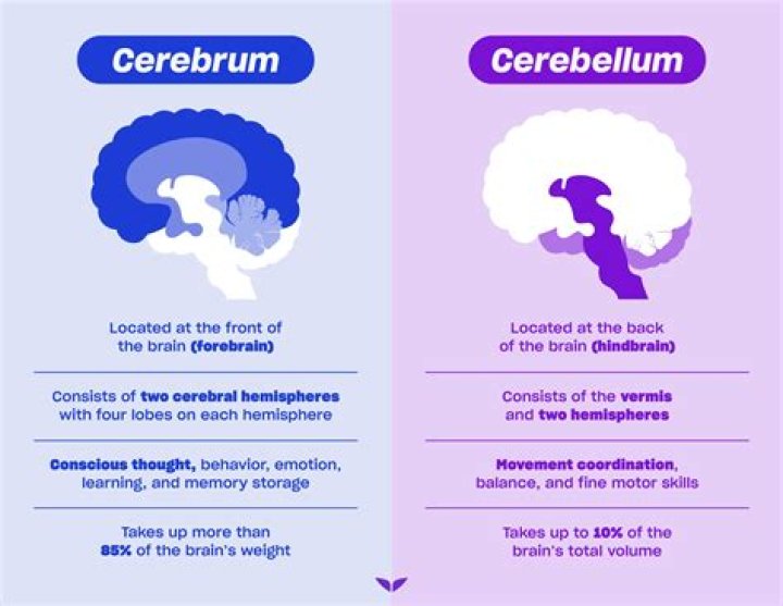 Are forebrain and cerebrum the same?