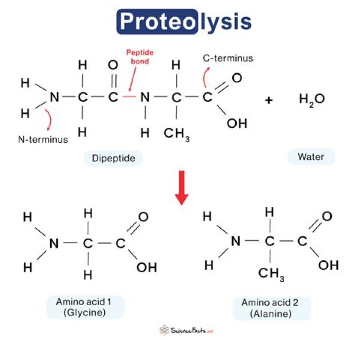 Are hydrolysis and proteolysis the same?