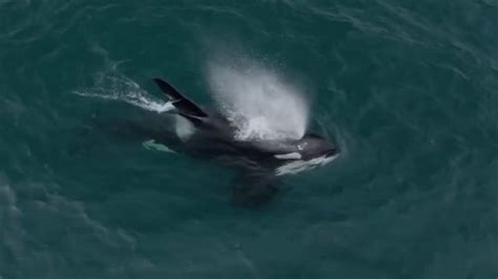 Are killer whales endangered?