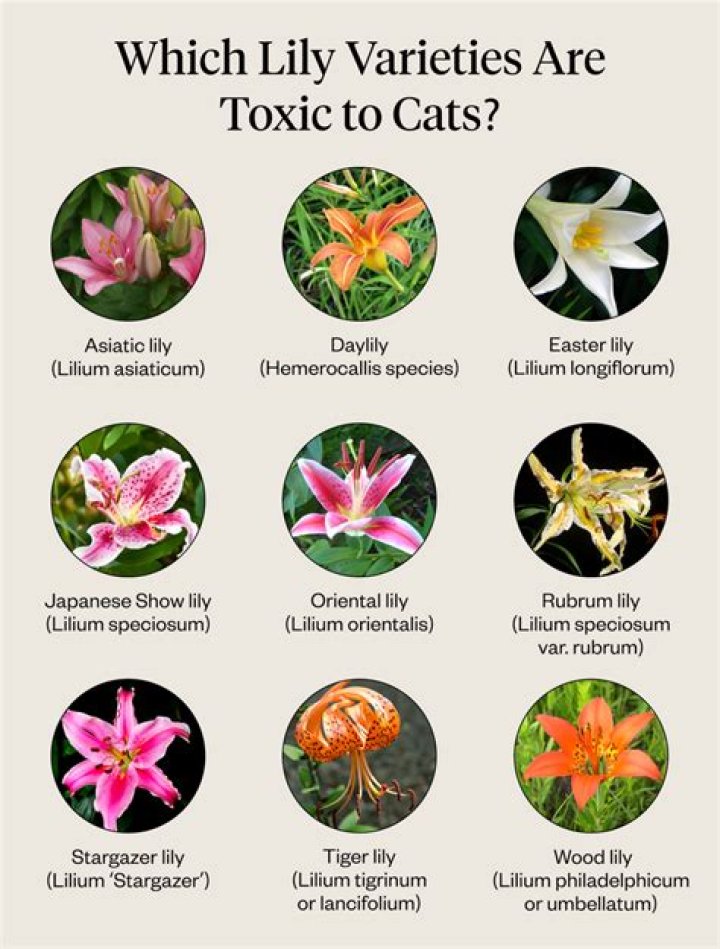 Are lilies poisonous to animals?