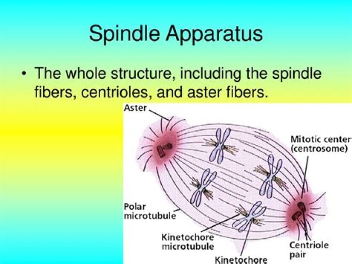 Are mitotic spindle centrioles?