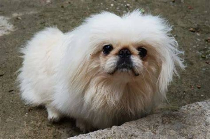 Are pekingese smart dogs?