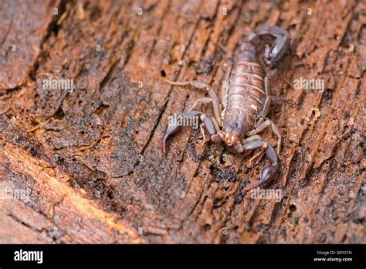 Are plain eastern stripeless scorpion poisonous?
