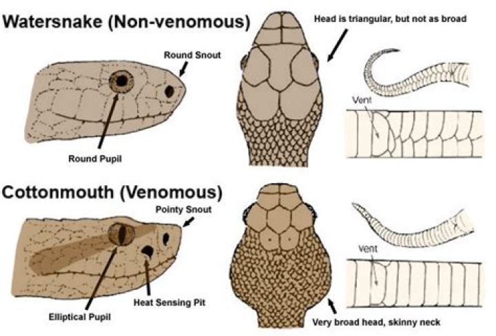 Are round eyed snakes venomous?