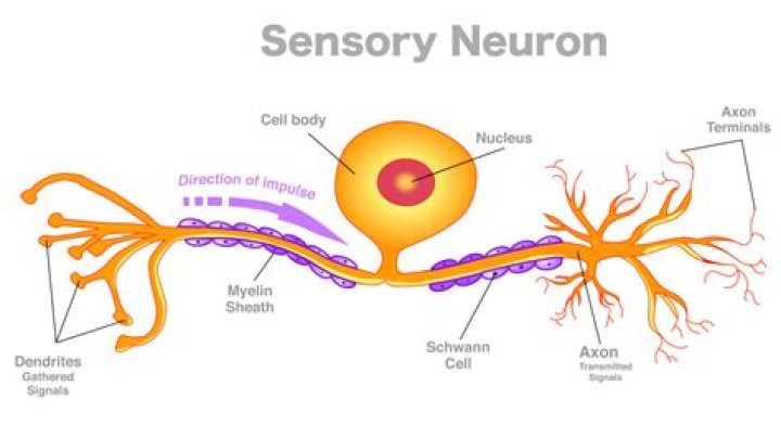 Are sensory neurons afferent?