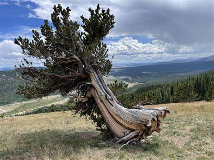 Are there bristlecone pines in colorado?