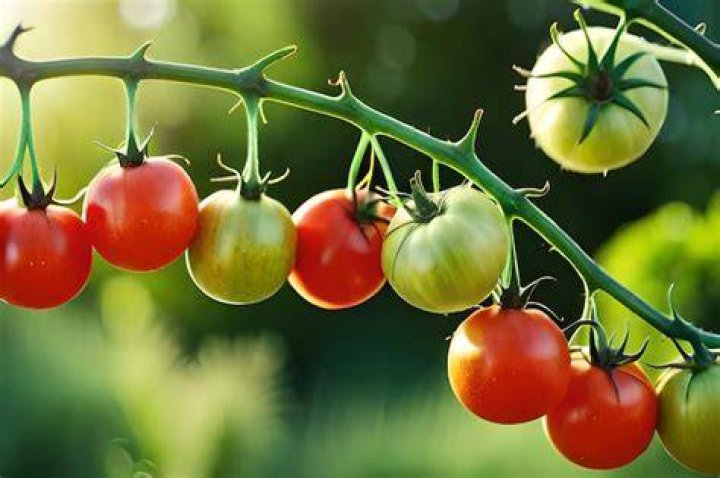 Are tomatoes a vine?