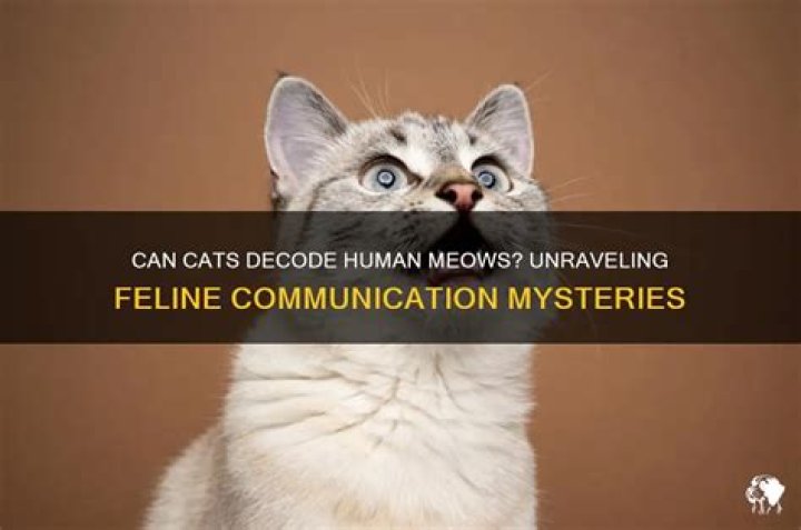 Can cats understand human meows?