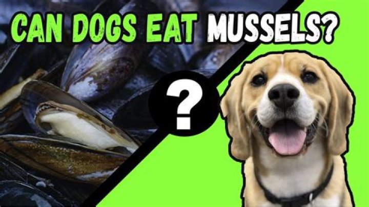Can dogs eat mussels?