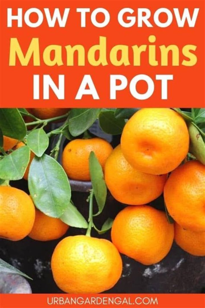 Can mandarin trees grow in pots?