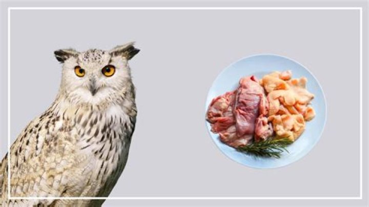 Can you eat owl?