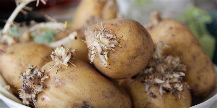 Can you eat potatoes right after harvesting?