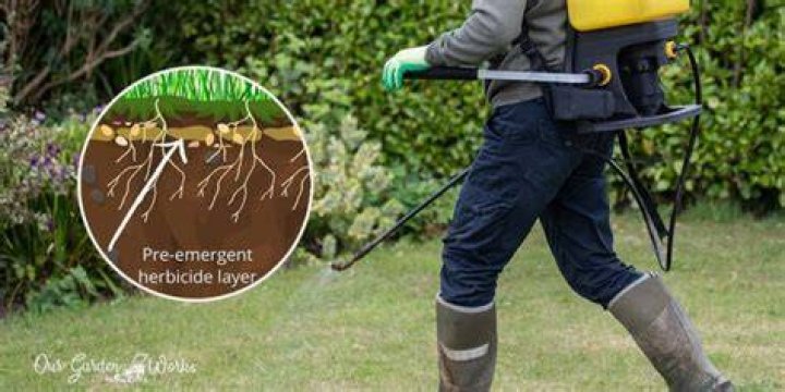 Can you spray pre emergent in the rain?