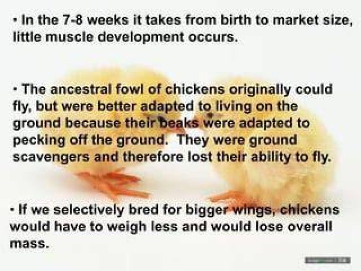 Could chickens originally fly?