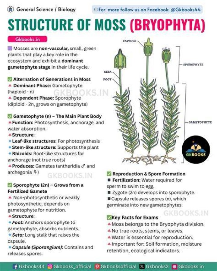 Did mosses have leaves?