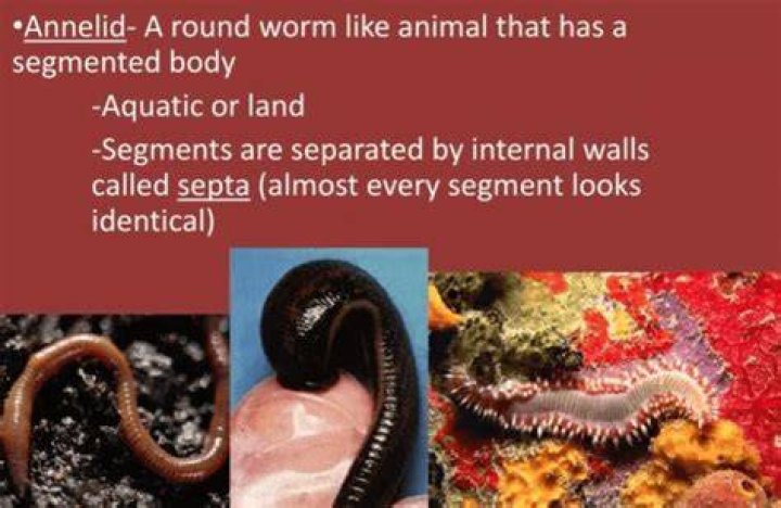 Do annelids have gills?