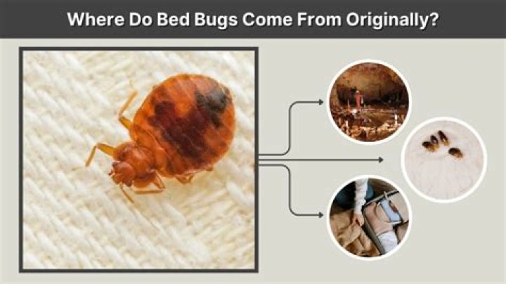 Do bed bugs originate?