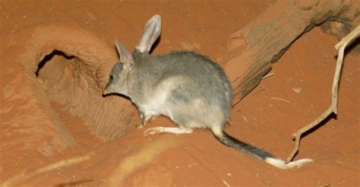 Do bilbies live in the desert?