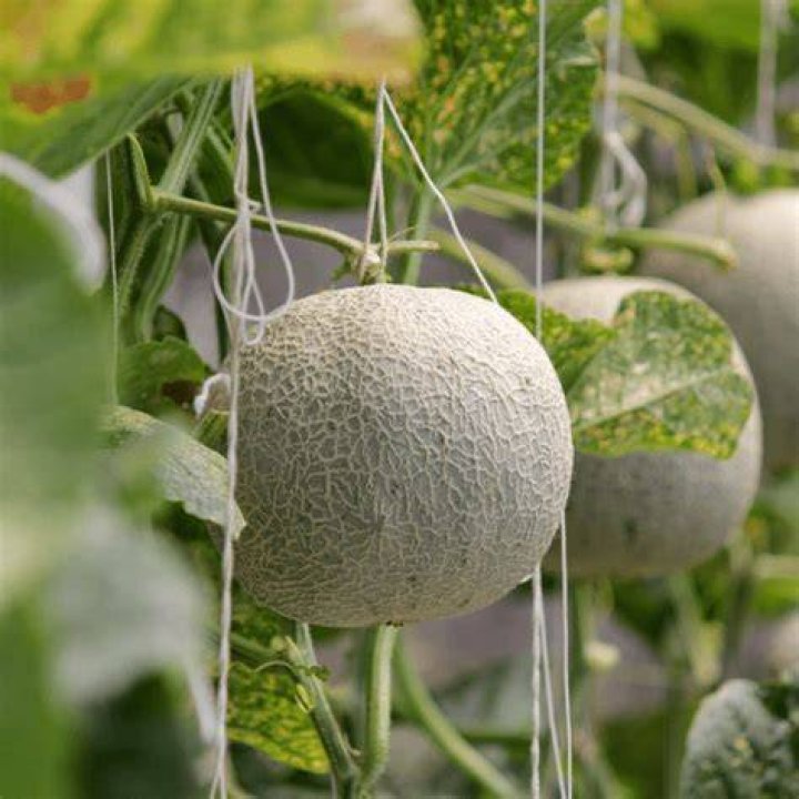 Do cantaloupes need full sun?