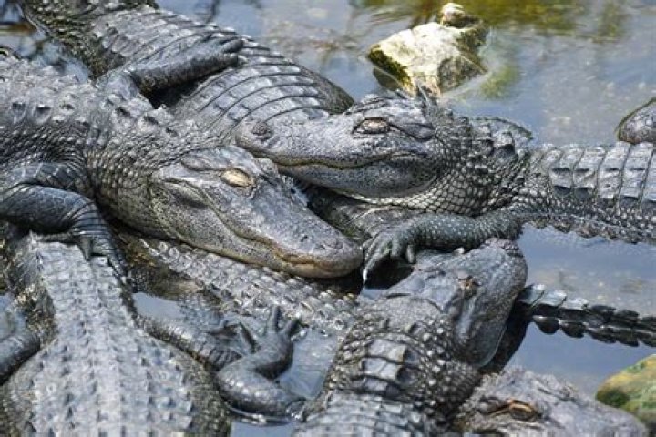 Do lake piru have alligators?
