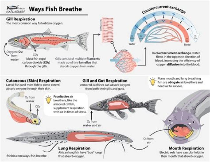 Do lungfish have gills and lungs?