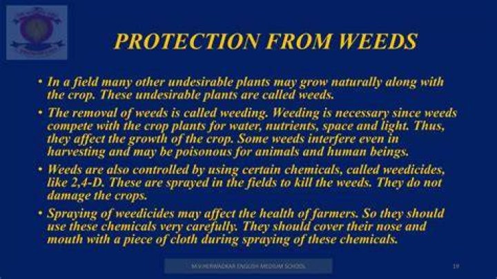 Do weeds interfere in harvesting?