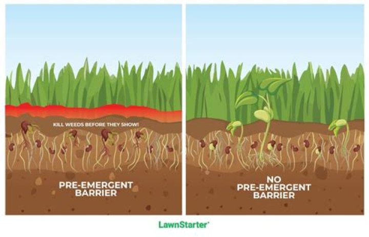 Do you water in pre emergent?