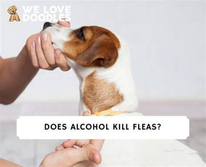 Does alcohol kill fleas?