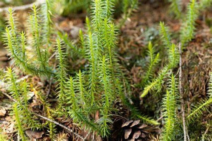 Does club moss have leaves?