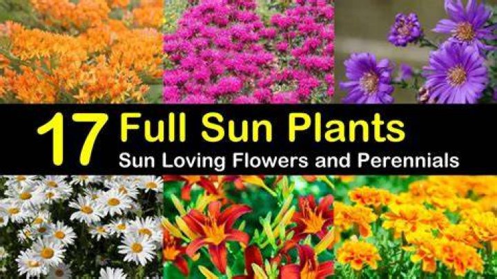 Does flowers need full sun?