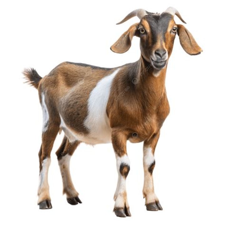 Does it hurt a cow to be dehorned?