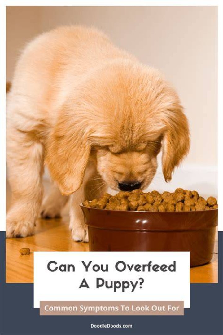 Does overfeeding a puppy cause diarrhea?