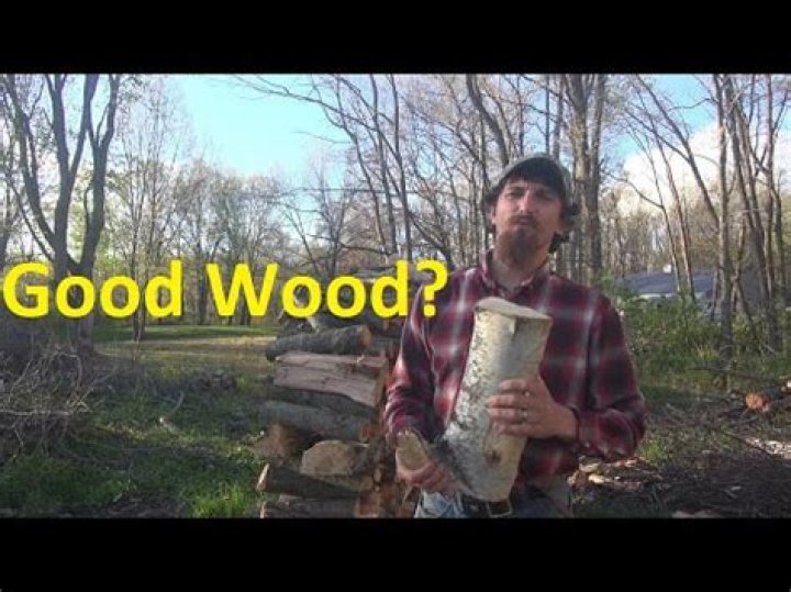 Does redbud make good firewood?