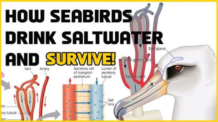 Does seabirds drink salt water?