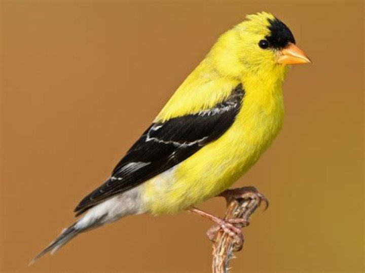 Does south carolina have goldfinches?