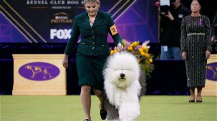 Has the westminster dog show been cancelled?