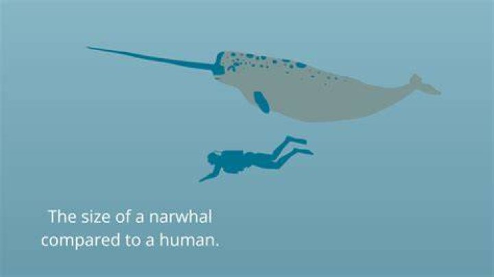 How big are narwhals?