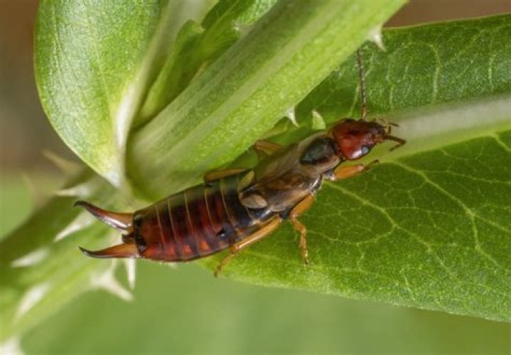 How do pincher bugs reproduce?