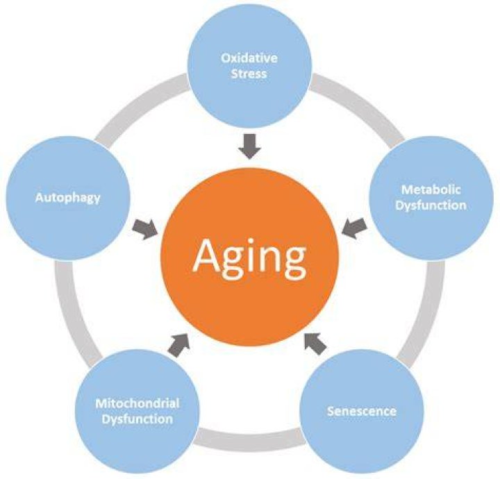 How does undernutrition affect the aging process?