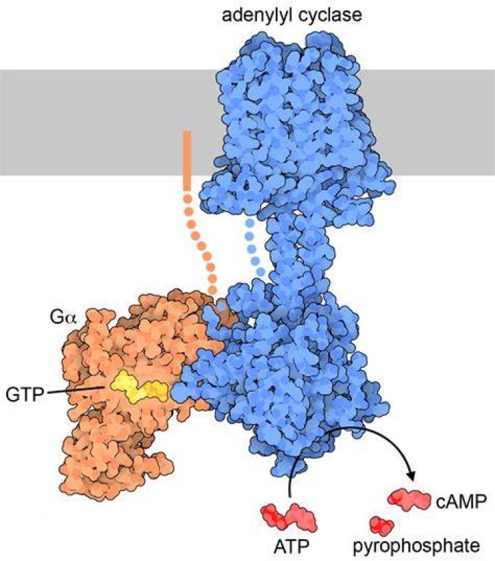 How is adenylyl cyclase activated?