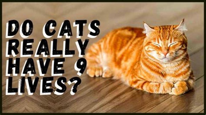 How lives do cats have?