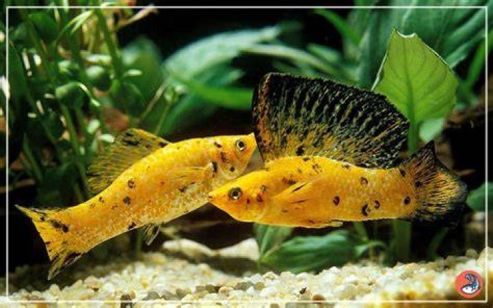 How long to mollies live?
