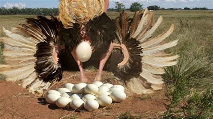 How many ostrich eggs are laid?