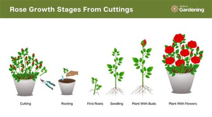 How rose plant grow?