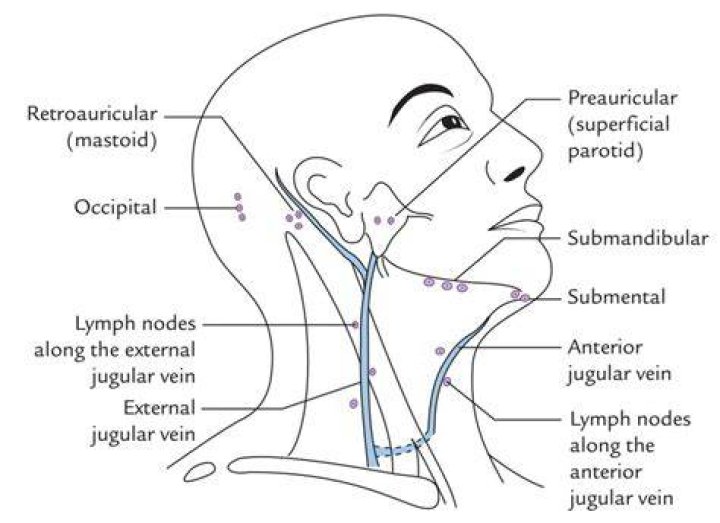 How superficial are lymph nodes?