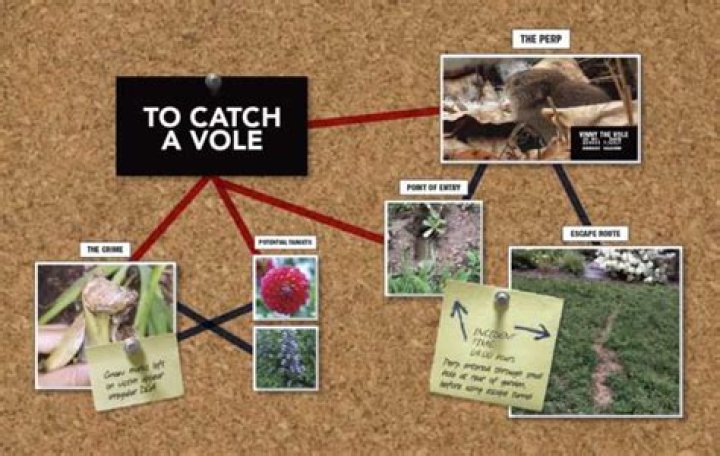 How to catch voles?