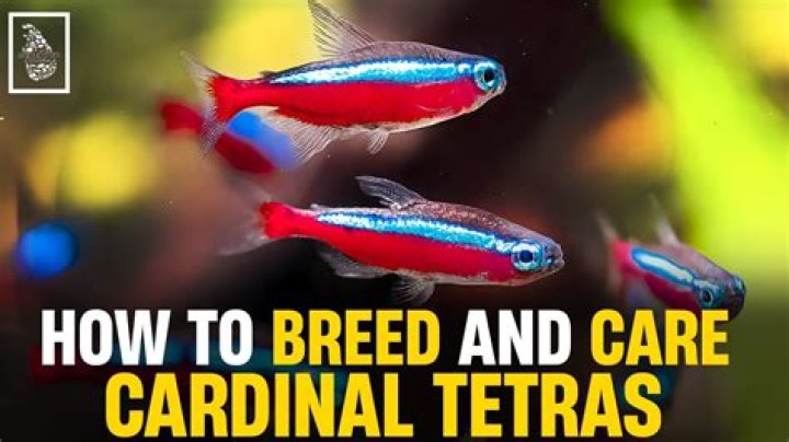 How to get cardinal tetras to breed?