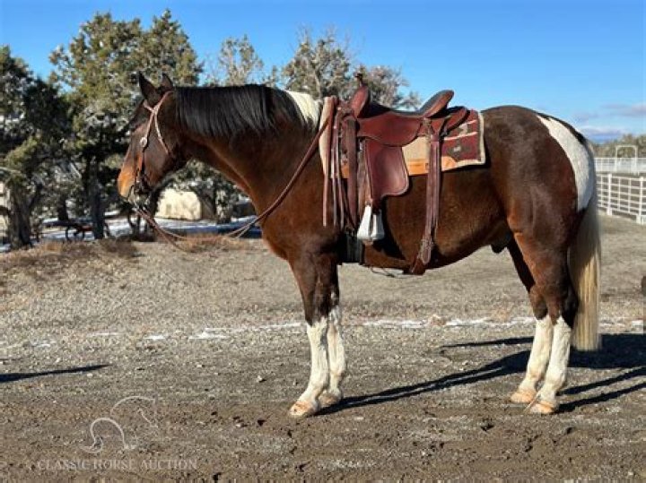 How to register a spotted saddle horse?