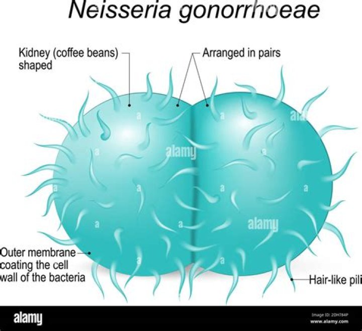 How to spell gonococcus?